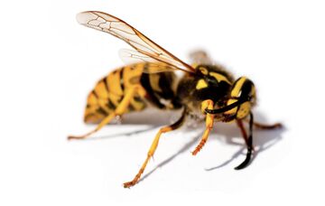 What Are Wasps