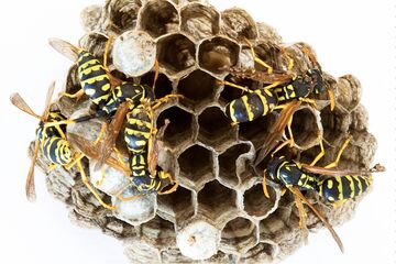 Getting rid of a wasps nest