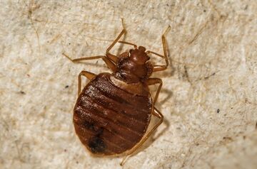 Travelling pests – Bed Bugs