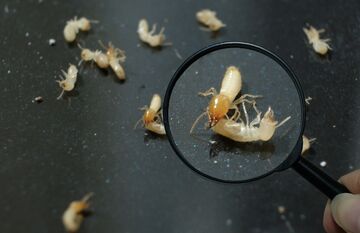 Structural damage pests – Termites