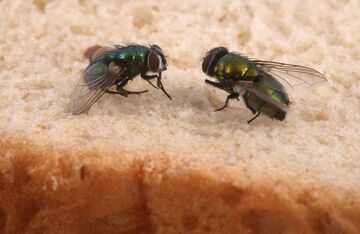 Buzzing pests – Flies