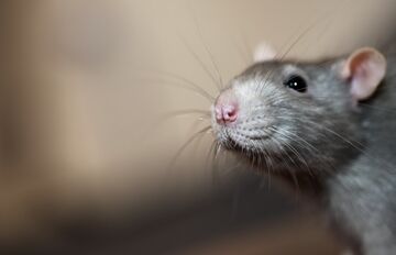 Home invader pests – Rats