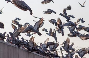 Feral pests – Pigeons